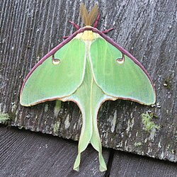 Lunar Moth Caterpillar To Raise
