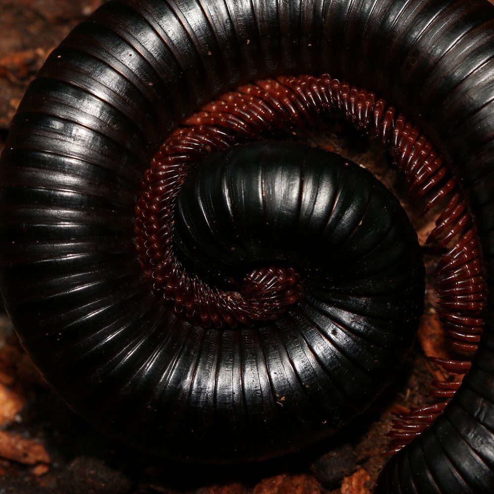 Giant African Train Millipedes