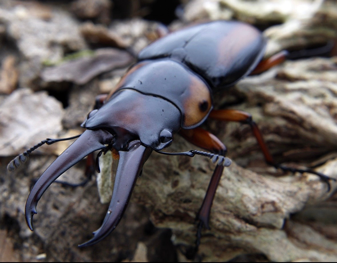 Stag Beetle Breeding Pair Inverts Bug