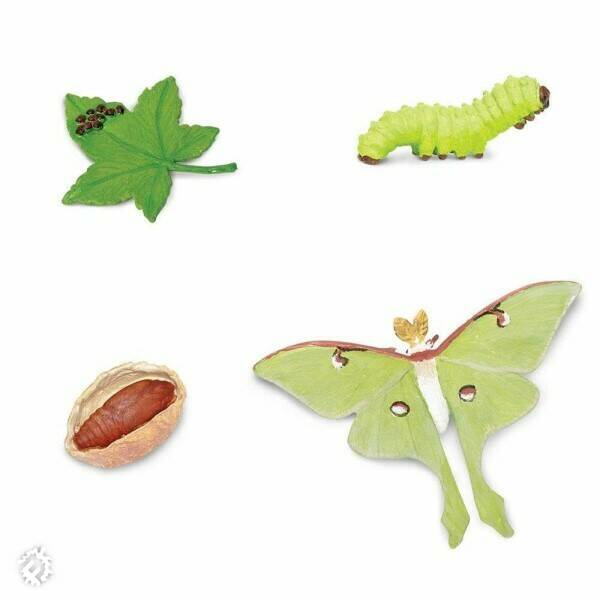 Lunar Moth Caterpillar To Raise