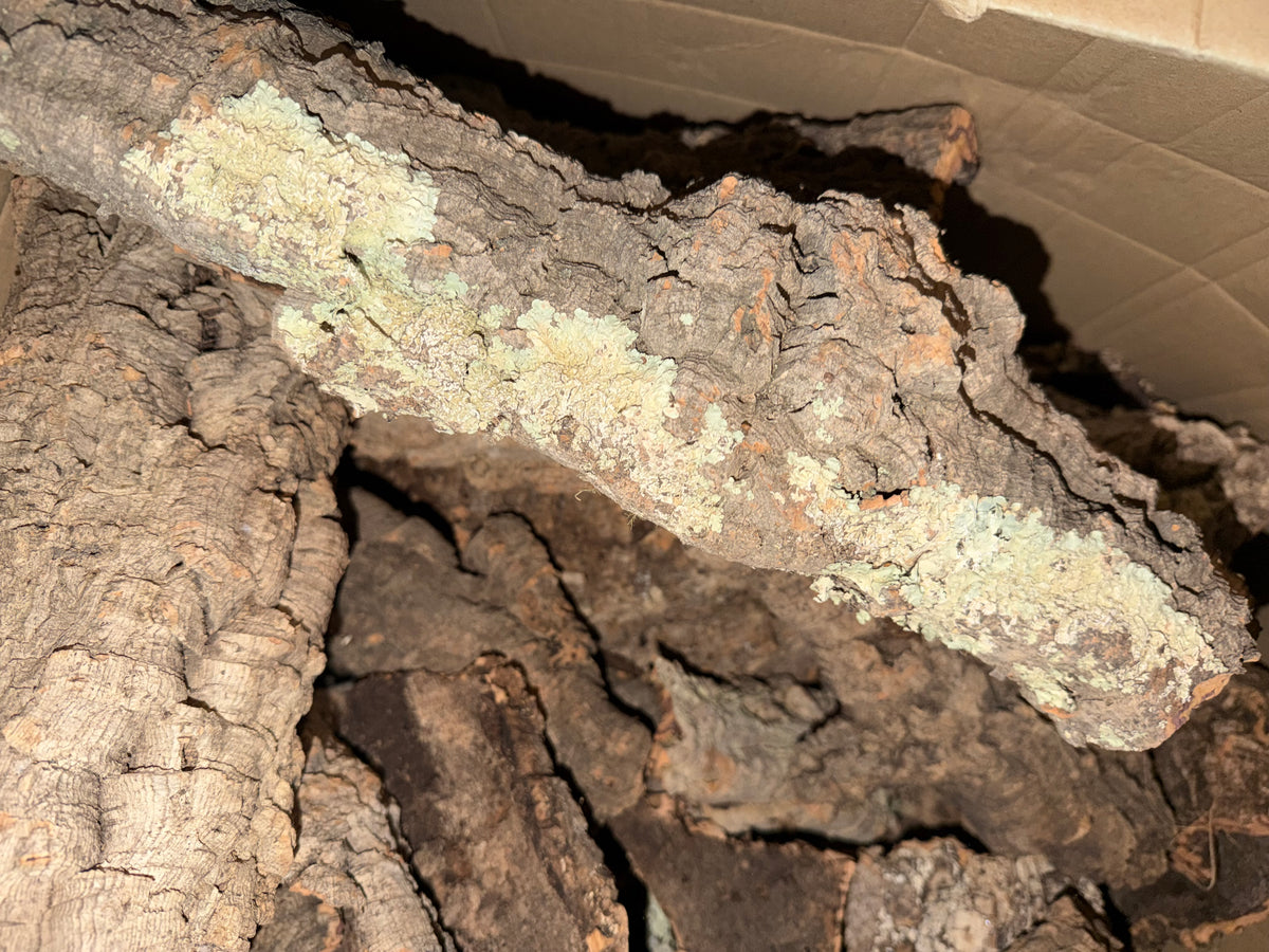 1kg Natural Cork Bark FLATS Bundle Decor Enrichment Play Terrariums Enclosures