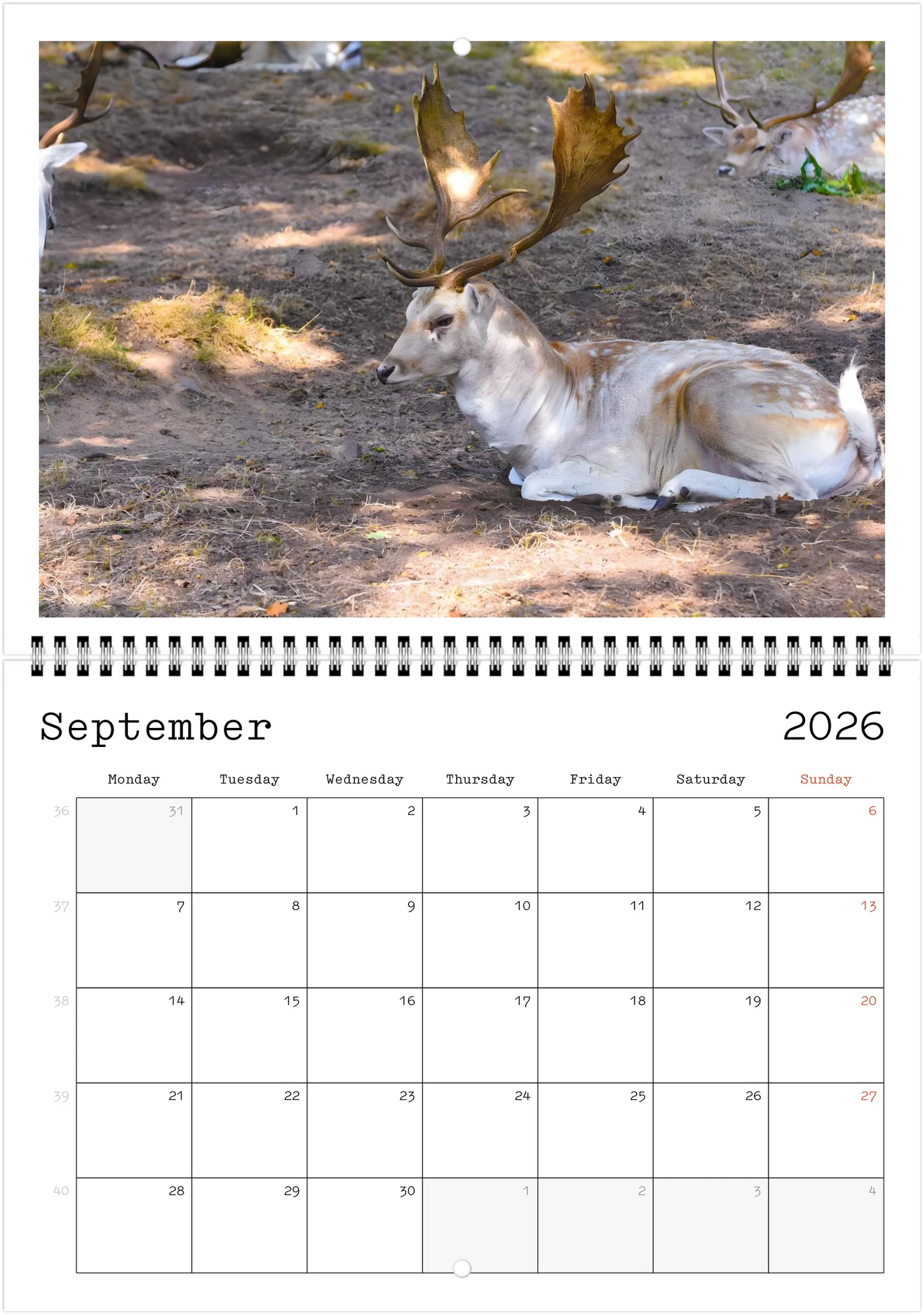 Wildlife A4 (21 x 29.7 cm) - Horizontal - Wire-O binding Wall Calendar