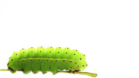 Lunar Moth Caterpillar To Raise