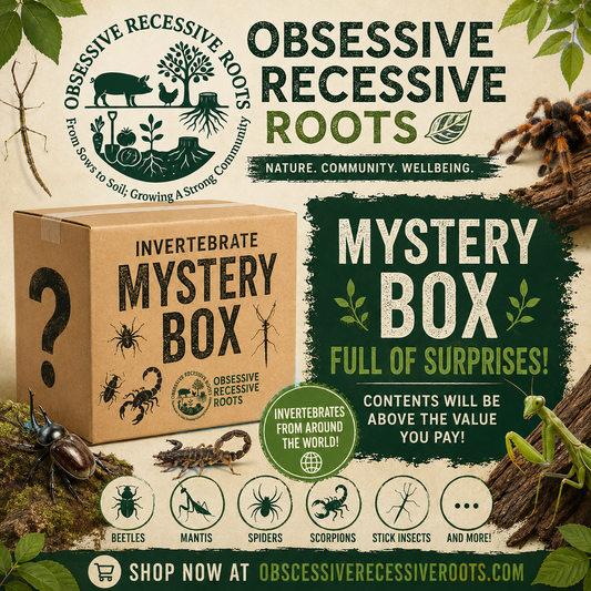 LIVE INVERT Mystery Box Random Selection