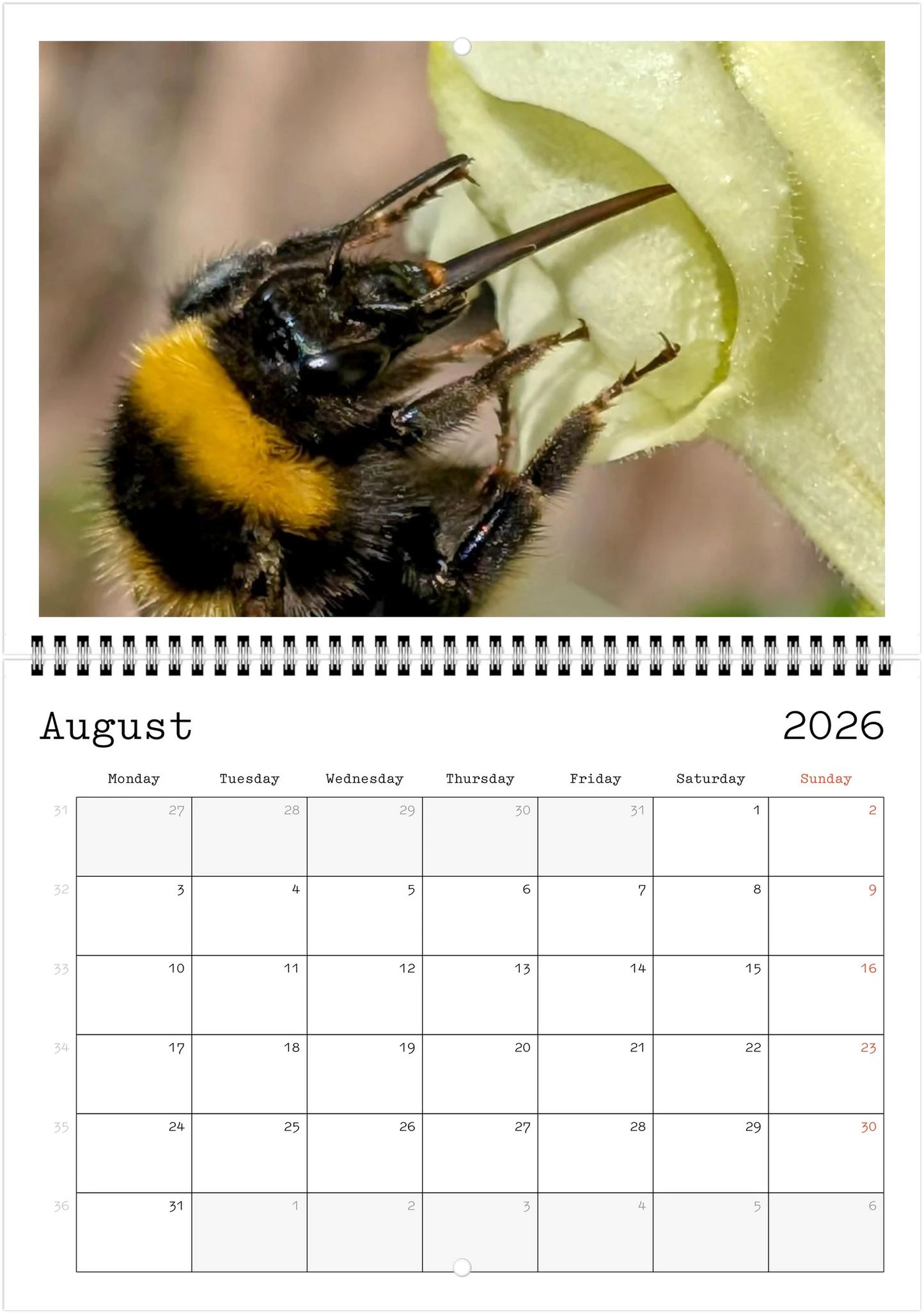 Wildlife A4 (21 x 29.7 cm) - Horizontal - Wire-O binding Wall Calendar