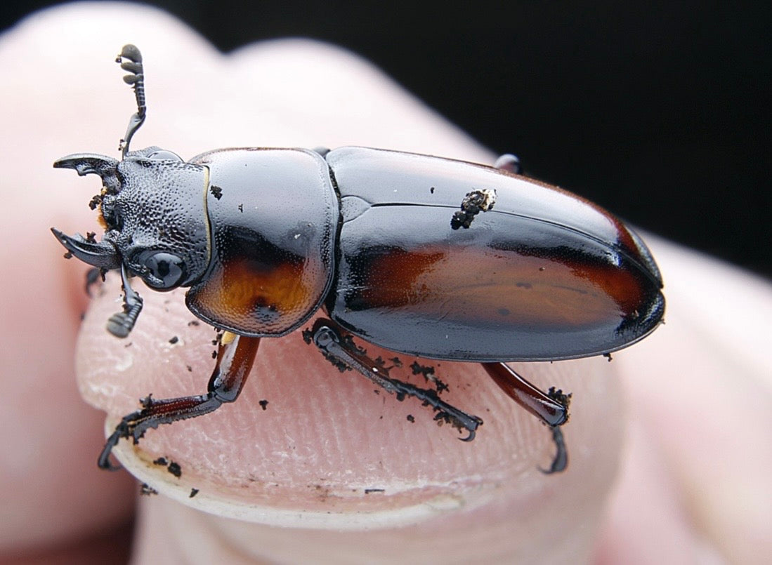 Stag Beetle Breeding Pair Inverts Bug