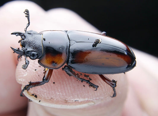 Stag Beetle Breeding Pair Inverts Bug